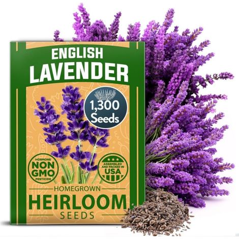 2600 graines de lavande – Variété colorée pour jardin, pots et bordures, facile à planter, attire abeilles et papillons (1/5)