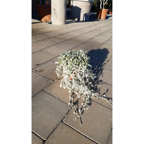 Dichondra Argentea V15