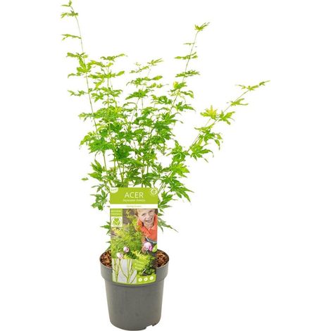 Acer Palmatum Going Green Érable du Japon Plante d’Extérieur Feuillage Vert Pot 19 cm Hauteur 50 cm - PANGIVO (1/5)