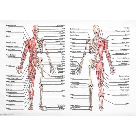 Affiche TVD, affiche d'anatomie, affiche murale du système musculo-squelettique, affiches des systèmes du corps, affiches anatomiques, affiches d'anatomie murales-70.00X50.00X0.10CM (1/3)