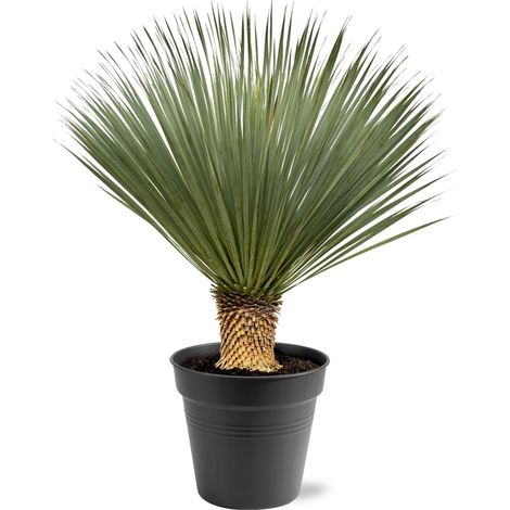 Yucca Rostrata Plante Ornementale Tronc Ligneux et Feuilles Bleu-Gris 100-120 cm Ø40 cm - PANGIVO (1/5)