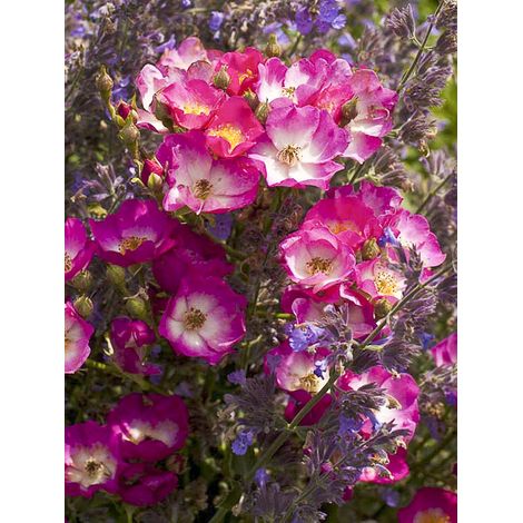 Rosier arbuste moschata 'Schubert' Pot de 4L/5L (1/2)