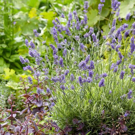 Lavande Platinum Blonde® 'Monparler'/Pot de 3L - 20/40 cm (1/5)