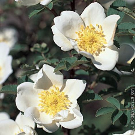 Rosa pimpinellifolia (= Spinosissima) - Rose de mer en pot