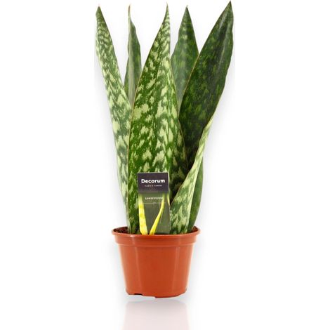 Gardenaria Sansevieria jamaiquina 'Queen' - Pianta da interno ornamentale - Altezza: 30 cm (vaso 14) (1/5)