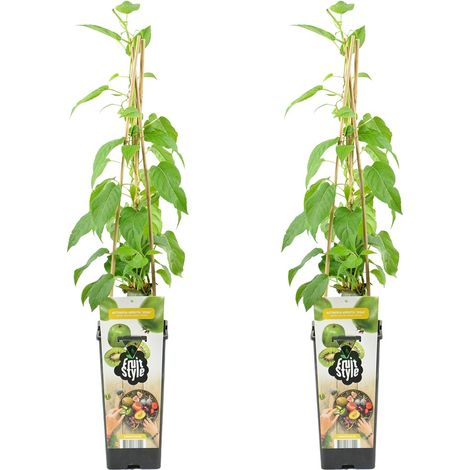 Bloomique - Lot de 2 - Actinidia Arguta Issai - Kiwiberry - Plantes fruitières - Plantes jardin - Rustiques - Hauteur 50-70 cm - Pot 15 cm (1/5)