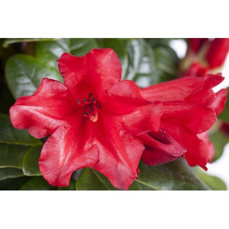 Zwergrhododendron 'Scarlet Wonder' Rhododendron repens 'Scarlet Wonder' 2L 15- 20 (1/2)