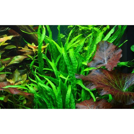 Aquarium Pflanze Microsorum pteropus 'Narrow' Tropica Nr.008A