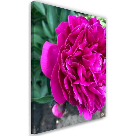 Tableau sur toile Pivoine Fleur rose Nature 40x60 (1/5)