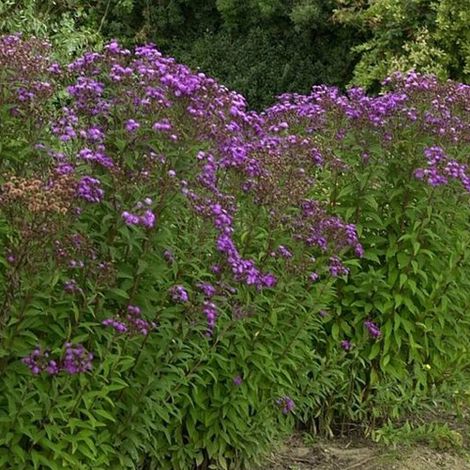 4 x Vernonia crinita 'Mammuth' - godet 9x9 cm