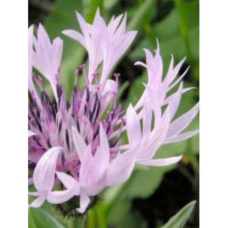 Bleuet, Barbeau des montagnes 'Carnea' Godet de 8/9 cm (1/4)