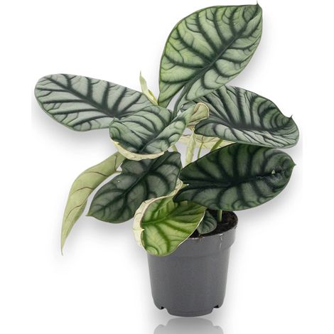 Gardenaria Alocasia 'Dragon scale' - Pianta da interno ornamentale - Altezza: 30 cm (vaso 14) (1/5)