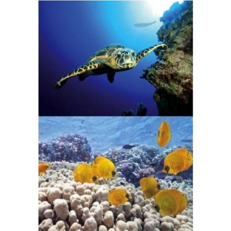 TETRA DECOART LAMINA TORTUGA&ARRECIFE