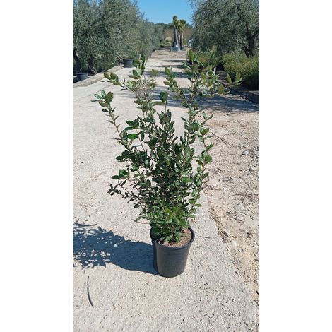 QUERCUS ILEX CESP.24 Lt.6.5