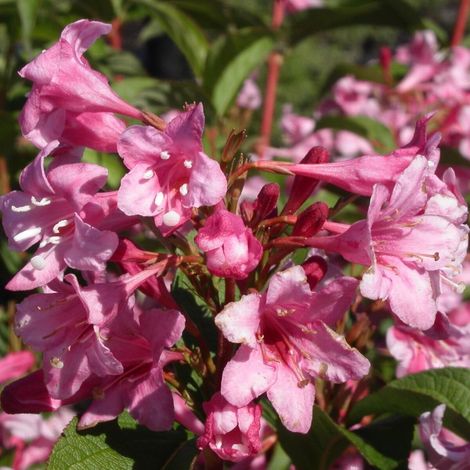 Weigela Stelzneri, Weigelia/Pot de 7,5L - 60/80 cm (1/5)