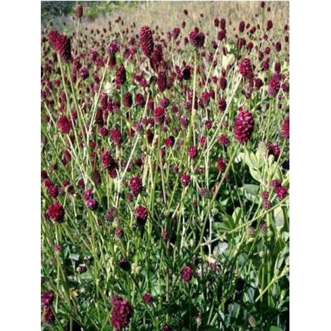 Pimprenelle 'Red Thunder' Godet de 8/9 cm (1/2)