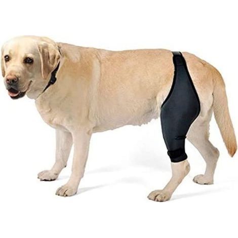 Genouillère pour chien, genouillère pour chien pour ACL, luxation de la rotule, arthrite - Maintient l'articulation au chaud, réduit la douleur, jambe droite-M (1/5)