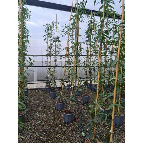 Gardenaria Clematis armandii 'Snowdrift' - Pianta rampicante ornamentale da esterno - Altezza: 100/125 cm (vaso19) (1/3)