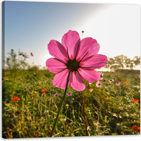 Leinwanddruck Botanik Rosa Blume 40x40 cm