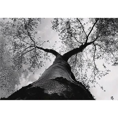 Papier peint intissé noir et blanc avec motif arbre, décoration pour salon, salle de bain, chambre à coucher, salon – 400 x 280 cm Wallarena (1/4)