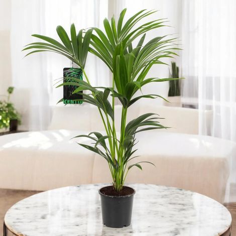Gardenaria Howea forsteriana (Kentia) - Pianta da interno ornamentale - Altezza: 120 cm (vaso 21) (1/5)