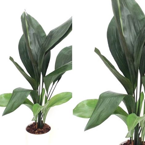 Planta Natural Aspidistra en Maceta M17