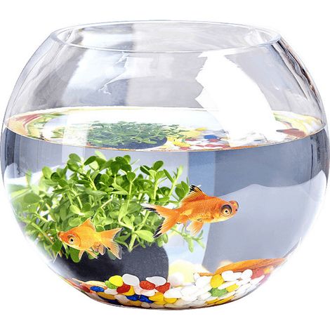 3L Transparent aquarium, idéal choice whether you are un novice ou un experienced aquarist (1/5)