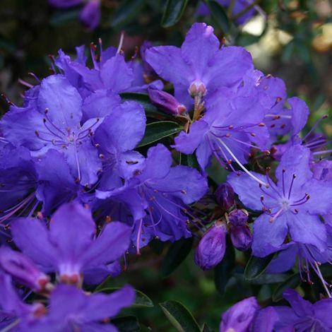 Rhododendron 'Gristede' - 20-30 cm pot