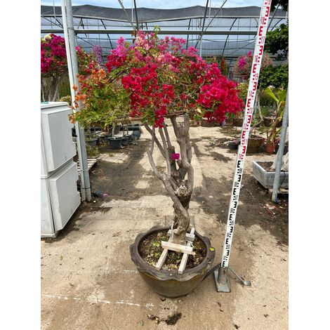 Bougainvillier Bougainvillea Bonsaï Fleur Double Pot 60 cm Arbuste d'Extérieur (1/5)