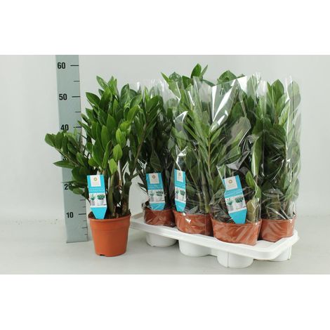 Zamioculcas Zamiifolia Plante d’intérieur feuillage vert résistant pot 14 cm hauteur 55 cm - PANGIVO