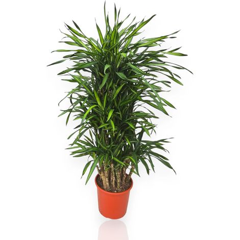 Gardenaria Dracaena fragrans 'Riki' - Pianta da interno ornamentale - Altezza: 140 cm (vaso 30)