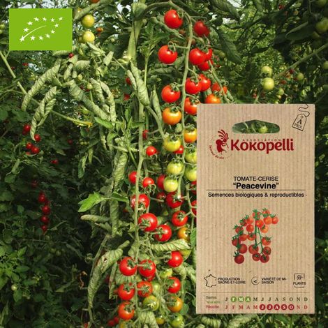 Tomate-Cerise Peacevine