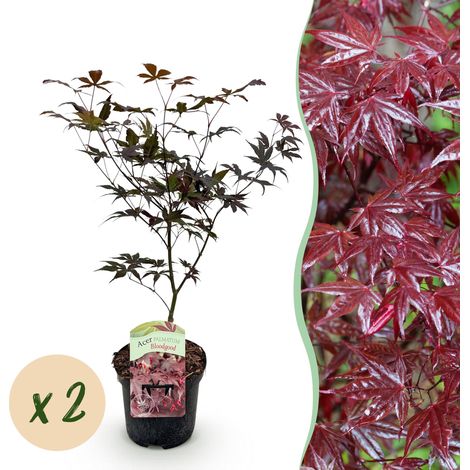 Érable Japonais Acer palmatum Bloodgood Rouge - Lot de 2 Plantes de Terrasse et Jardin - Pot 19cm H70cm - PANGIVO (1/5)