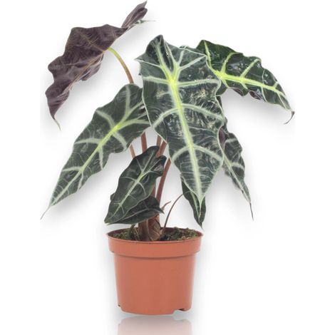 Gardenaria Alocasia 'Polly' - Pianta da interno ornamentale - Altezza: 38 cm (vaso 12) (1/5)