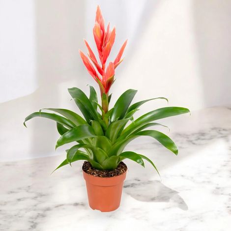 Gardenaria Tillandsia 'Ziva' - Pianta da interno ornamentale - Altezza: 45 cm (vaso 12) (1/5)