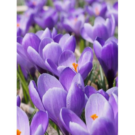 Crocus  'Grand Maître' Bulbe calibre 8+ (par 25)