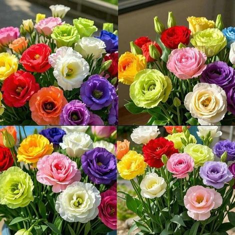 Plus de 500 graines de lisianthus à semer - Graines d'Eustoma grandiflorum (roses vivaces) aux couleurs mélangées, graines de roses sans épines (1/3)