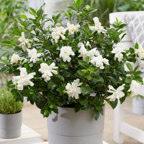 Gardenia Double Diamond® 'Leefour', Gardénia, Jasmin du Cap/Pot de 4L - 20/40 cm (1/5)