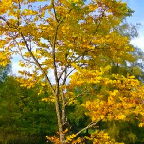 Frêne à fleurs (Fraxinus ornus) (1/4)