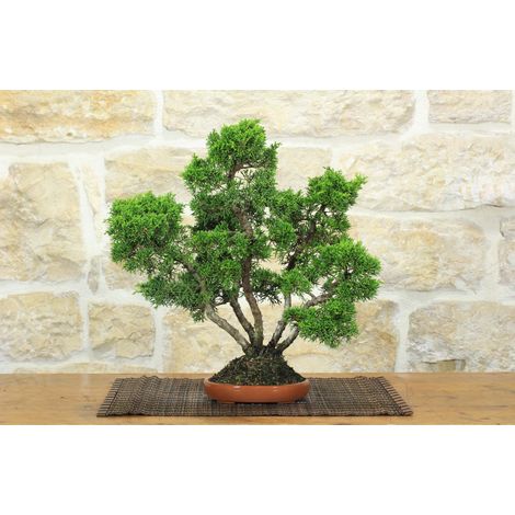 Bonsai di Ginepro Itoigawa (139) (1/5)