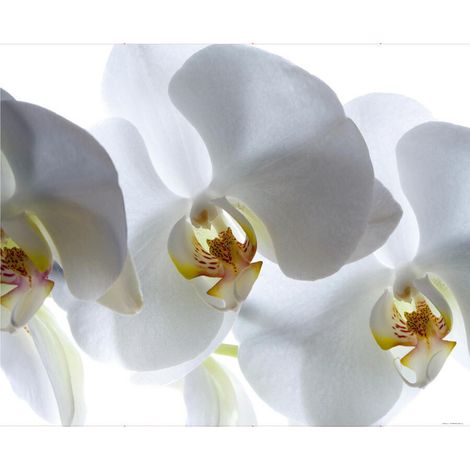 White orchid, photo murale intissée, 360x270 cm, 4 parts (1/3)