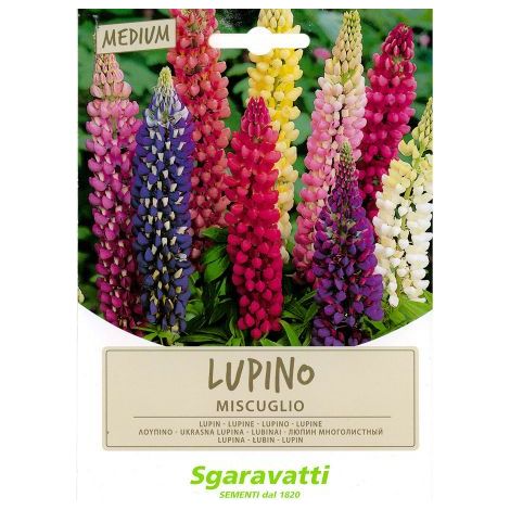 SEMI PER PRATO UNIVERSALE lupino perenne miscuglio