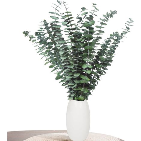Décoration en Eucalyptus - 20 pièces d'eucalyptus séché (43 cm et Plus), Eucalyptus séché pour décoration, Mariages, Accessoires de décoration intérieure, Arrangement de Fleurs séchées, Vert (1/5)