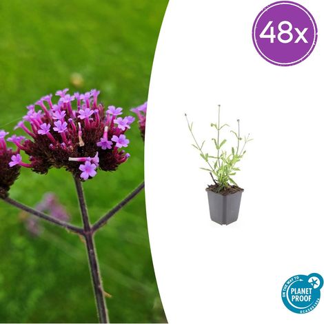 Lot de 48 Verveines de Buenos Aires 'Lollipop' Compactes Fleurs Violettes 10-25 cm Ø 9 cm - PANGIVO (1/5)