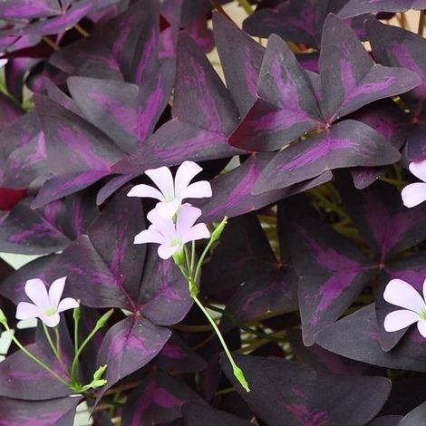OXALIS TRIANGULAIS IN VASO 12CM