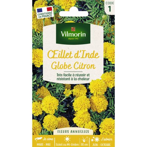 Œillet d'Inde Globe Citron Vilmorin (1/4)