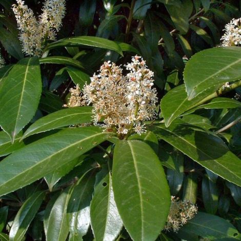 Laurier Cerise Caucasica - Prunus laurocerasus Caucasica 80cm en Pot