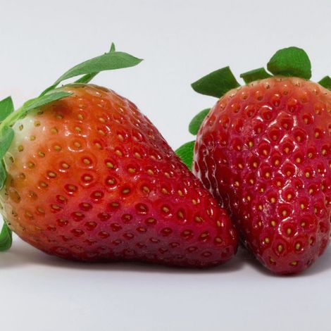 Plant de fraisier Gariguette/Barquette de 6 godets