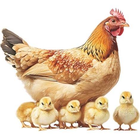 Autocollant en forme de poulet, décoration e, coq, poule, imperméable, et poussins, pour dortoir, chambre d'enfant, surface (1/5)
