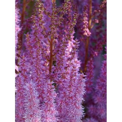 Astilbe de Chine 'Superba' Godet de 8/9 cm (1/4)